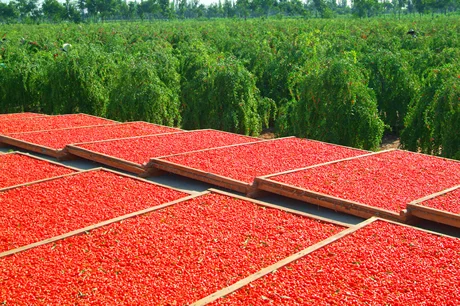 Najtelo Goji sušené plody 250g - Obrázek 4
