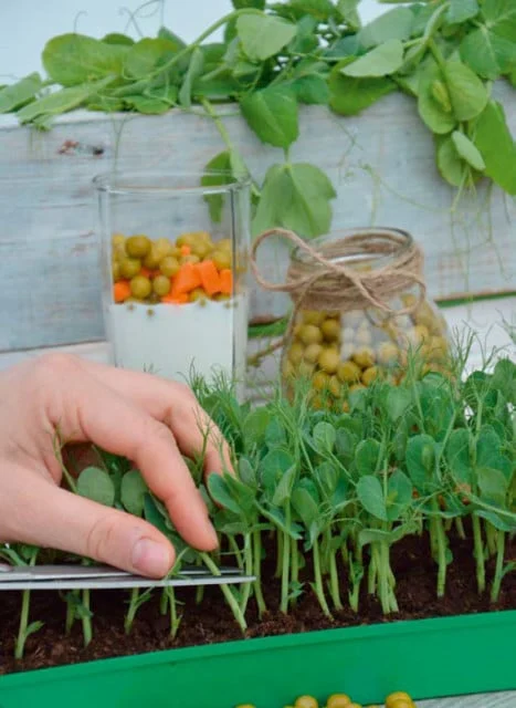 MoravoSeed Semínka MicroGreens Hrách